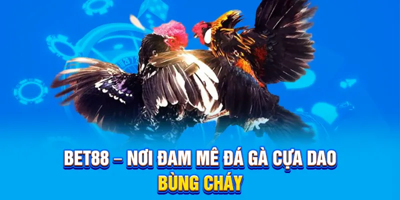 BET88 – Nơi đam mê đá gà cựa dao bùng cháy