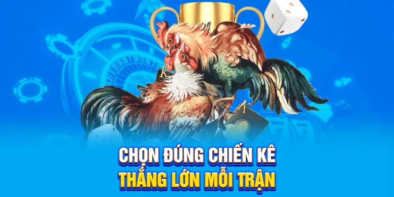 Chọn đúng chiến kê, thắng lớn mỗi trận